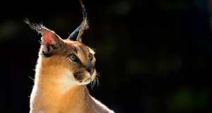 Dark Caracal Lebanese spy agency hack