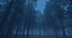 Forest in the night_CSO worries