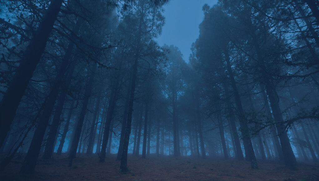 Forest in the night_CSO worries