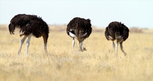 Ostriches_Executive disconnect cybersecurity