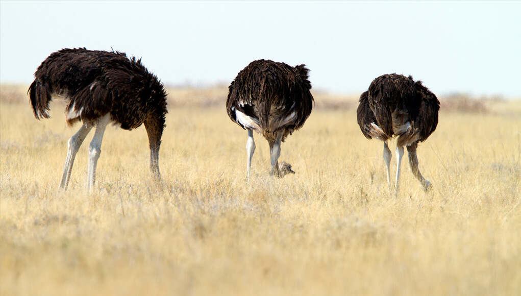 Ostriches_Executive disconnect cybersecurity