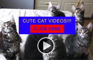 Cat Lady Malware