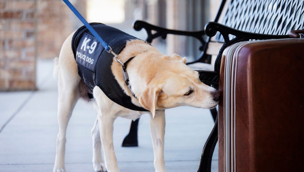 Police dog, sniffing a suitcase
