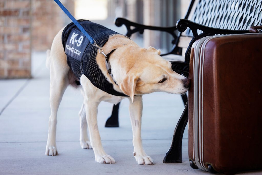 Police dog, sniffing a suitcase