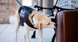 Police dog, sniffing a suitcase