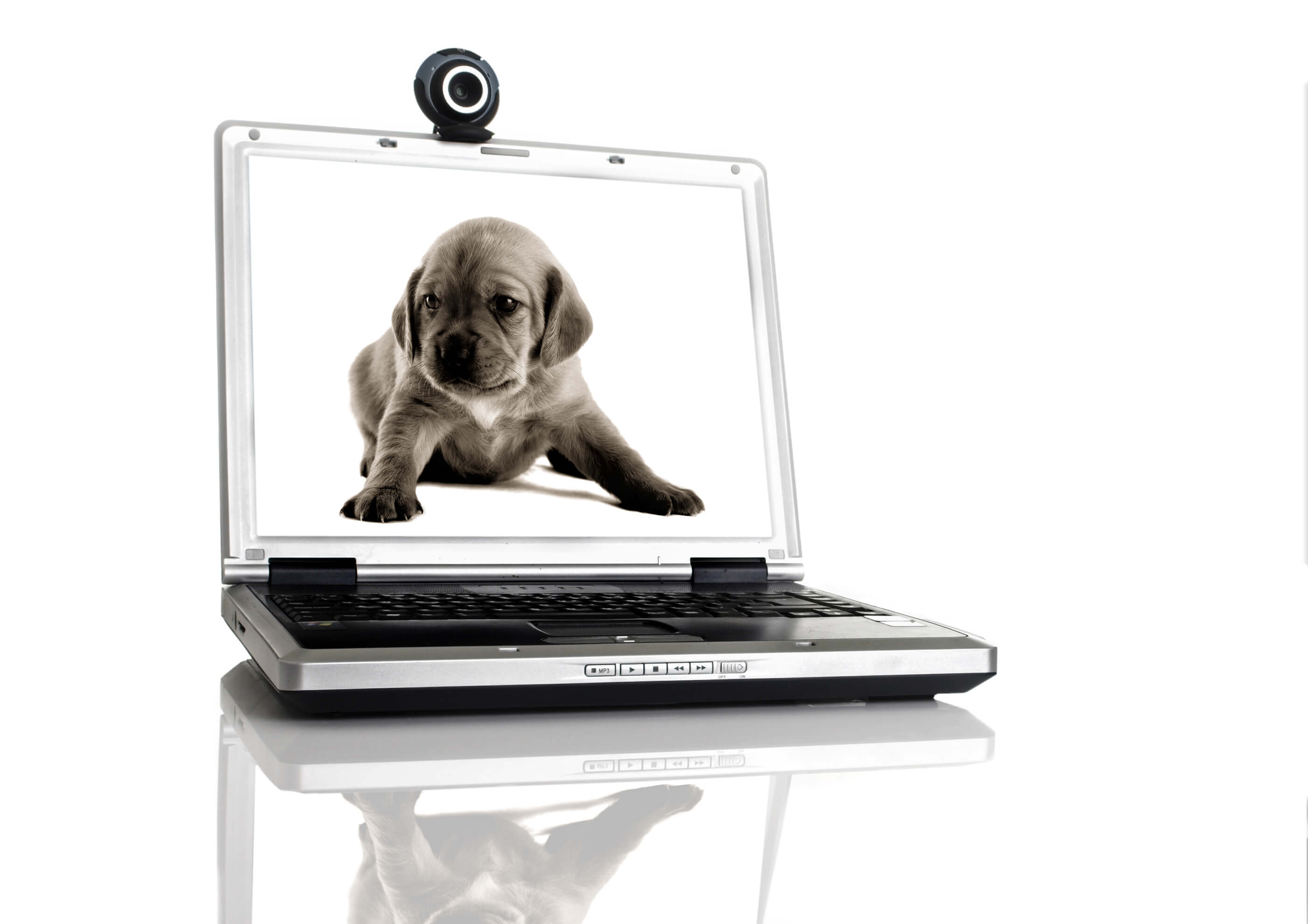 Internet puppy scams