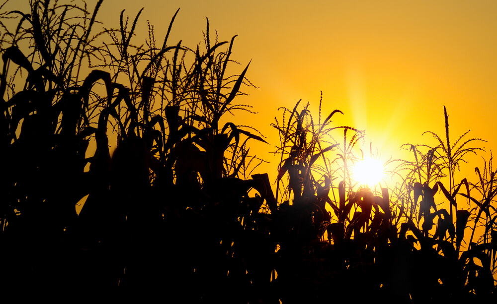 Farming and agricultural concept, orange sunset in Iowa