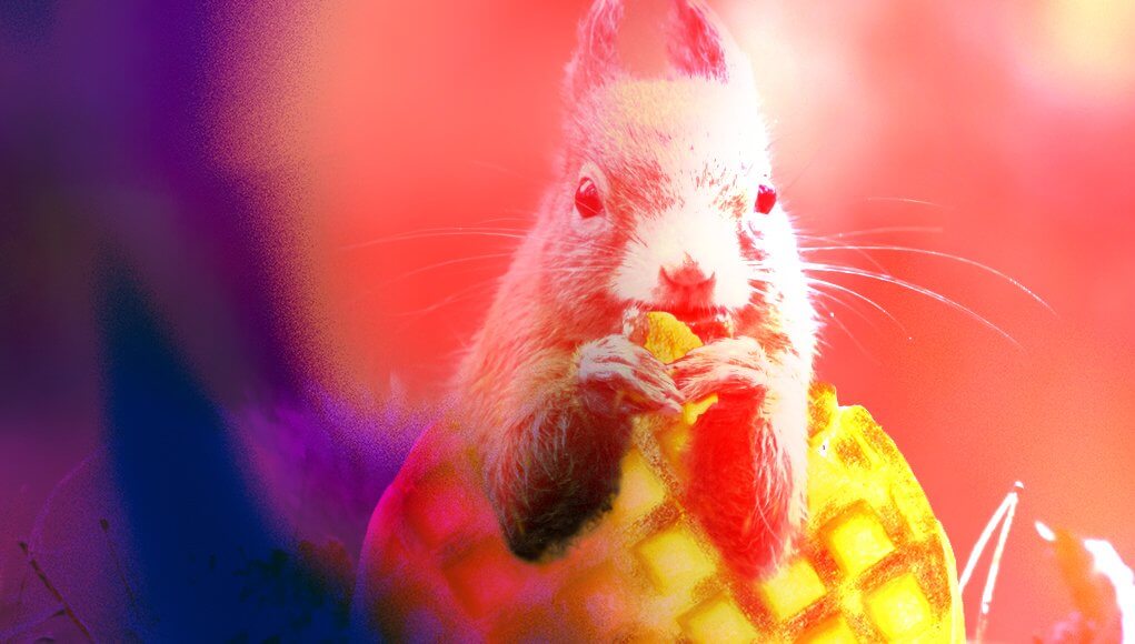 Squirrelwaffle malware, squirrel eating a waffle