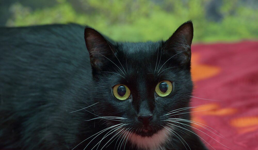 Black Cat lying on a rug