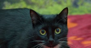 Black Cat lying on a rug