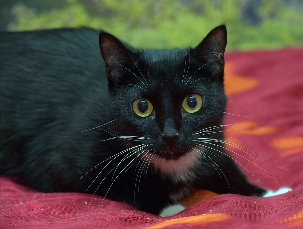 Black Cat lying on a rug