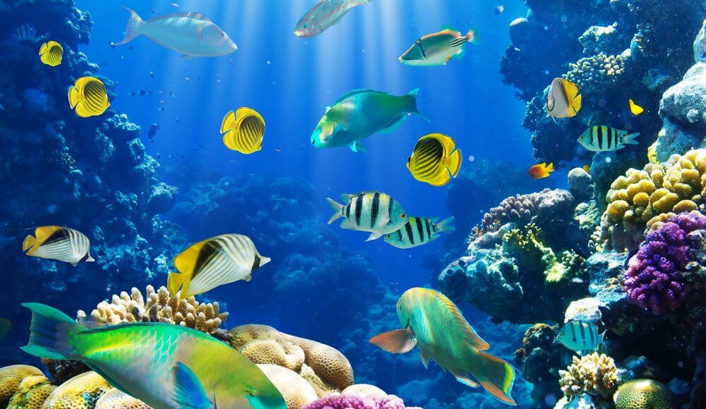 Photo of Tropical Fish Along Coral Reef