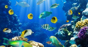 Photo of Tropical Fish Along Coral Reef