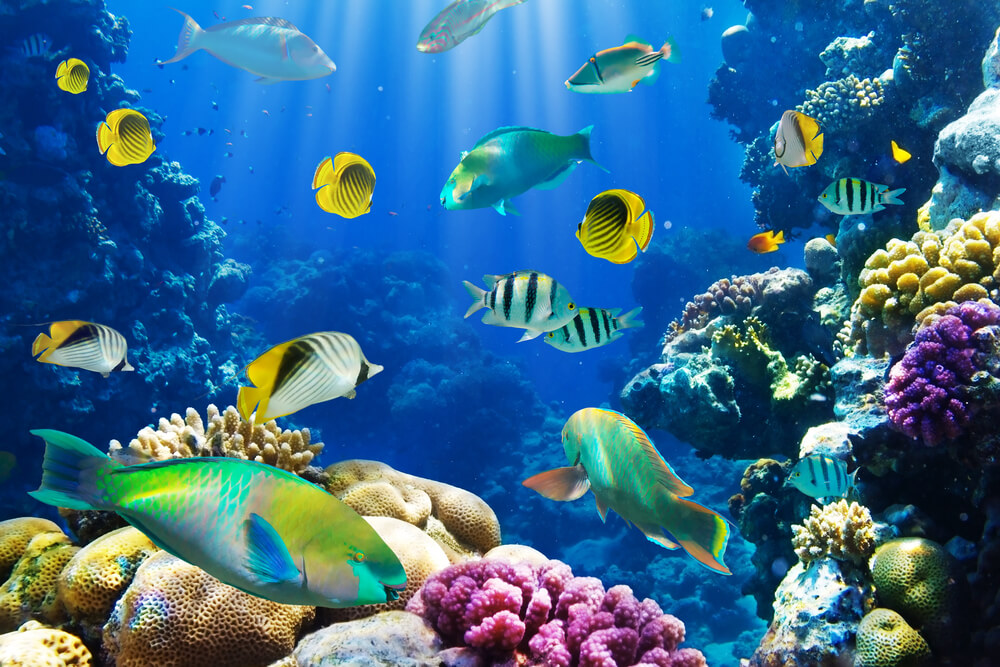 Photo of Tropical Fish Along Coral Reef