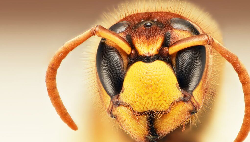 Hive ransomware attacker content - image of insect