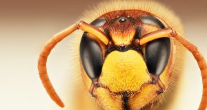 Hive ransomware attacker content - image of insect