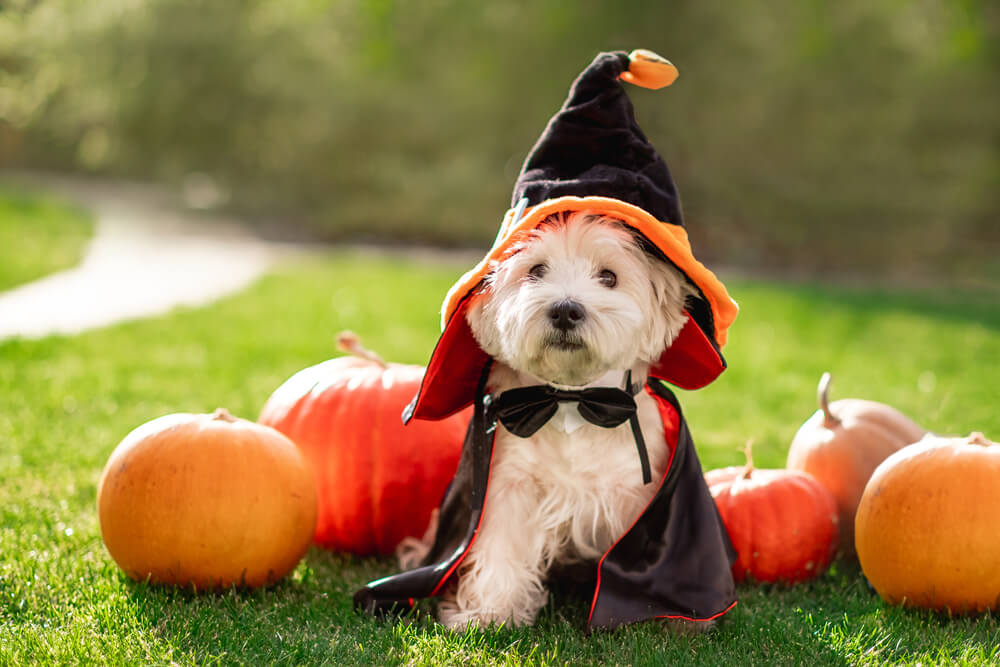 Tiger, a 'team mascot' (a.k.a. your colleague's adorable doggie) on Halloween